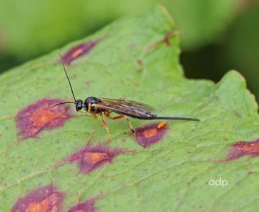 Pimpla hypochondriaca, Ichneumonidae, female, Alan Prowse